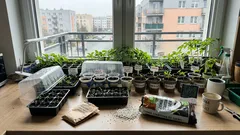 Ogród w marcu: prosty kalendarz najważniejszych prac do końca miesiąca